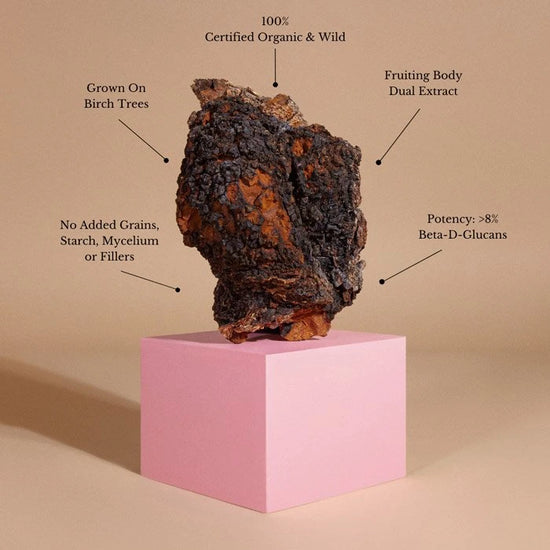 Chaga Mushroom